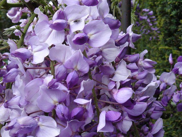 Bloemtros van Wisteria sinensis 'Amethyst'
 